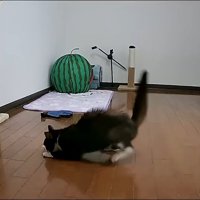 尻尾を立てて