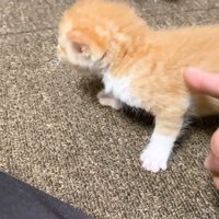 飼い主のもとへ