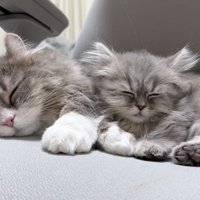 寝ている2匹の猫