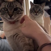 飼い主さんを見る2匹の猫