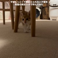 近づいてくる子猫
