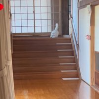 階段を下ろうとする猫