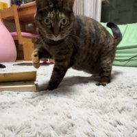 前足をあげてポーズをとる猫