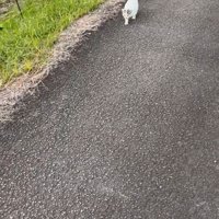 歩いてくる子猫