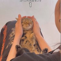 耳を撫でられて目を瞑っている子猫