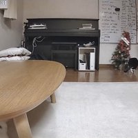 右に傾くツリー