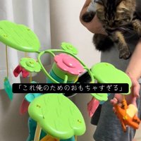 ベッドメリーを見る猫