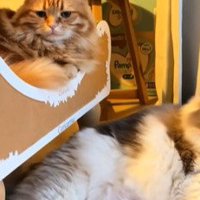 爪とぎの上下で寝そべる2匹の猫