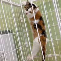 柵をよじ登る猫