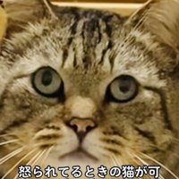 飼い主に叱られるキジトラ猫