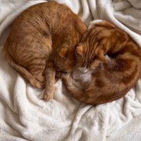 ハートのような形になって寄り添いながら眠る2匹の猫