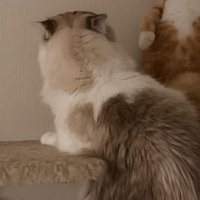 先輩猫の後ろ姿と壁際にいる後輩猫