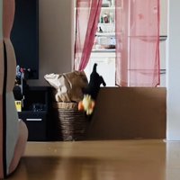 ぬいぐるみをくわえてもってくる子猫