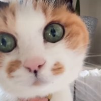 正面を見る猫