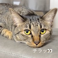 飼い主を見る猫3