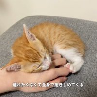 手の上で眠る子猫
