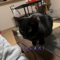 撫でられるのを待っている黒猫
