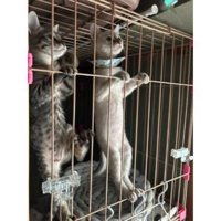 ケージの中の子猫