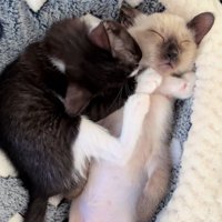何をされても起きないジェムくん