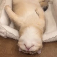 へそ天する猫