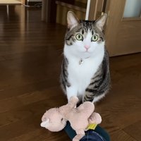 飼い主さんの足の上にぬいぐるみを置くキジ白猫