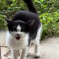 庭先で鳴く子猫