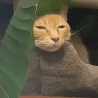 ベッドに顔を乗せている猫