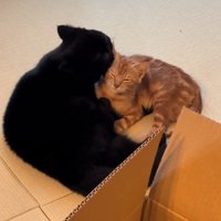 毛づくろいされる子猫