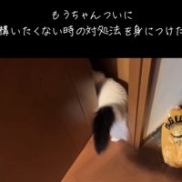 ドアをくぐるマンチカン