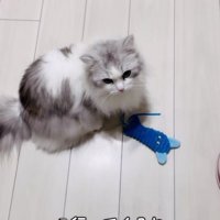 おもちゃで遊ぶミヌエット