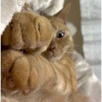 猫の手