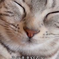 目を瞑る猫（そのまま寝る♡かわいい）