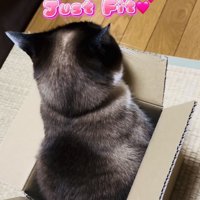 段ボール箱に入った保護猫