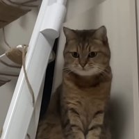 おもちゃを見る猫