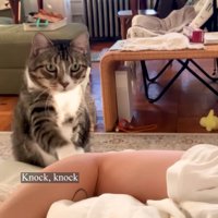 飼い主さんの腕をノックするノブくん