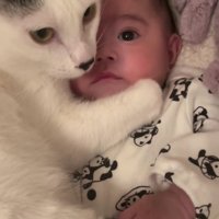 赤ちゃんと猫