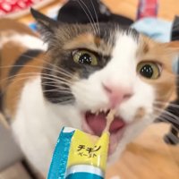 おやつを食べるベル