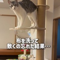 キャットタワーの上にいる猫