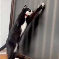 前足を伸ばす猫
