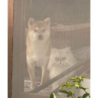 外を眺めている猫と犬