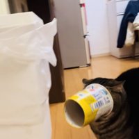 容器から顔が抜けなくなって後退りするアメリカンショートヘア