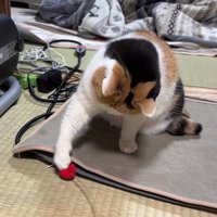 おもちゃで遊ぶ猫