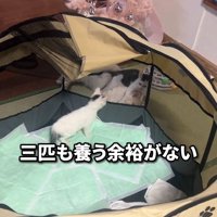 ケージの中にいる子猫
