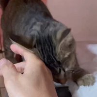 人の手にすりすりする猫