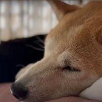 眠る犬