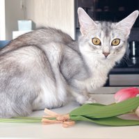 座っている猫と造花