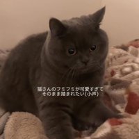 毛布の上でふみふみしている猫