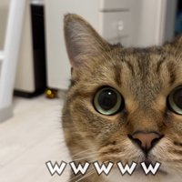 猫の顔のアップ