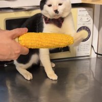 壁際に追い詰められながら左前足でとうもろこしを叩いている猫