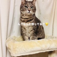 キャットタワーのベッドの上で飼い主を睨むサバトラ猫